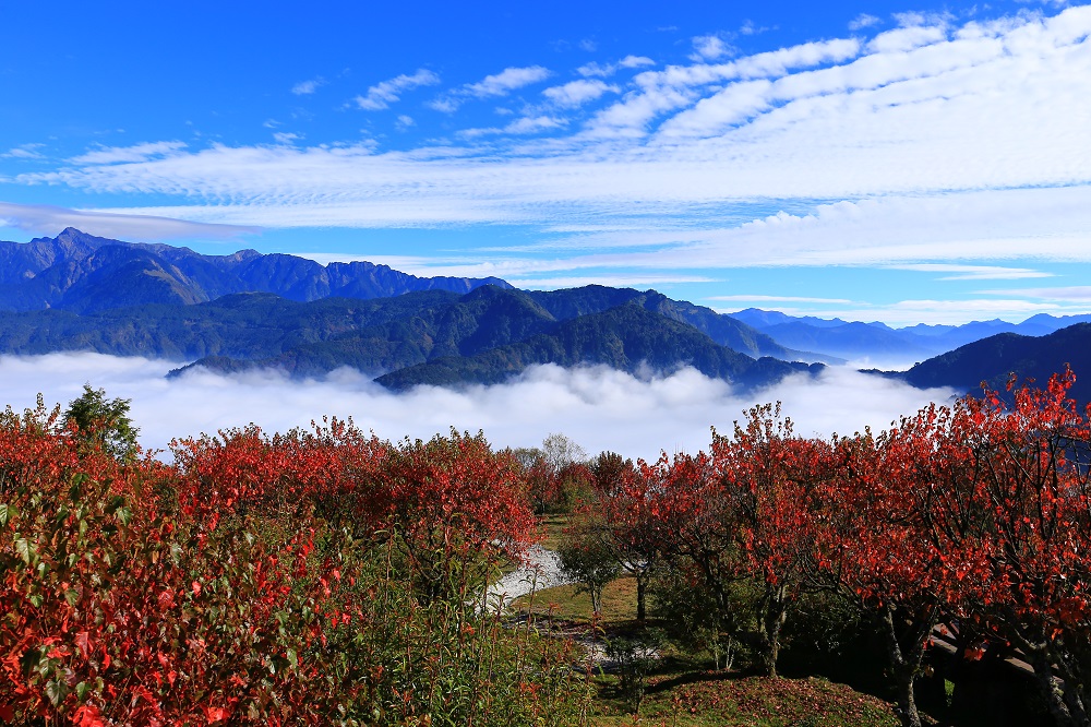 阿里山國家森林遊樂區